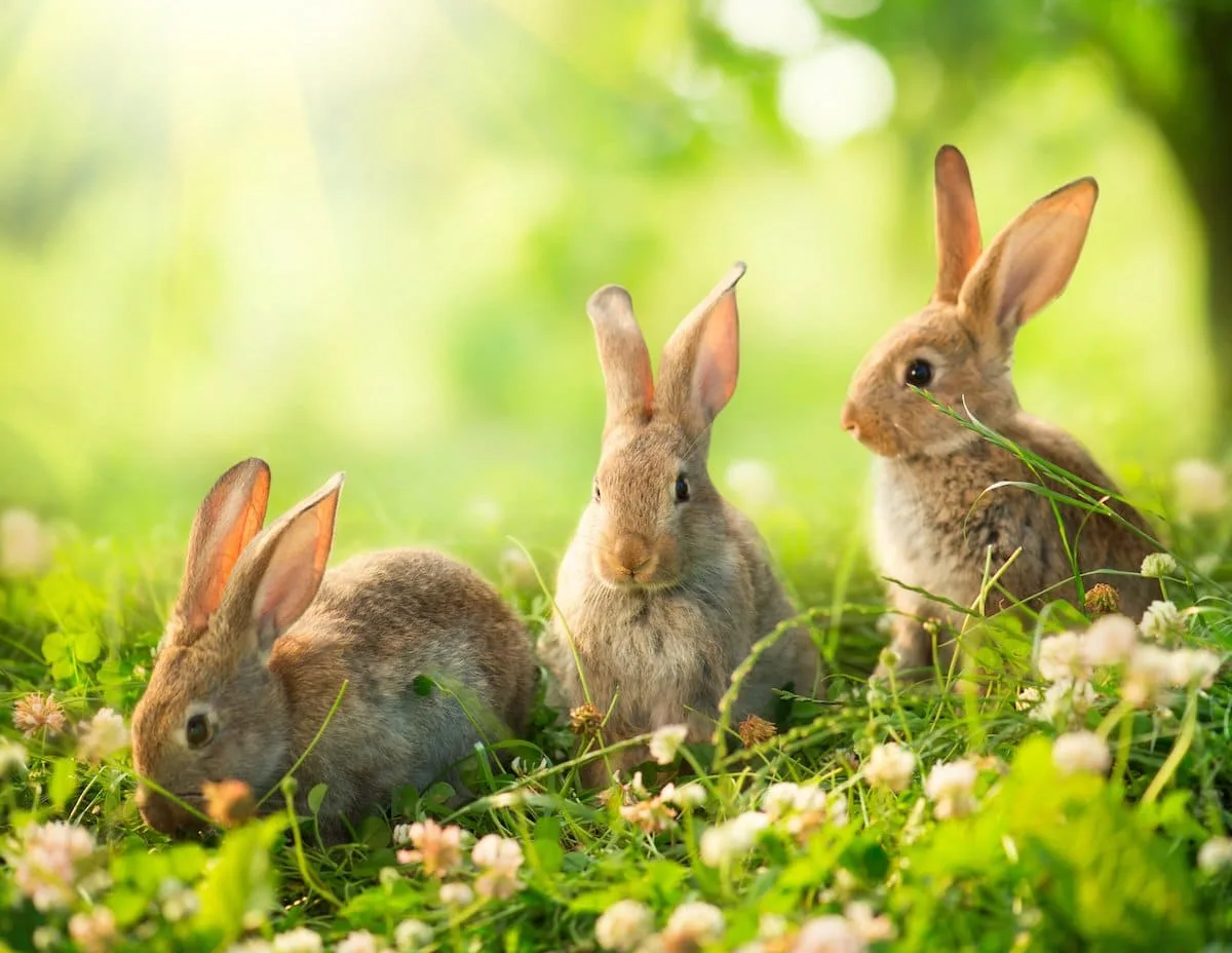 On The 1St Of The Month Don T Forget To Say Rabbit Rabbit Farmers Almanac Plan Your Day