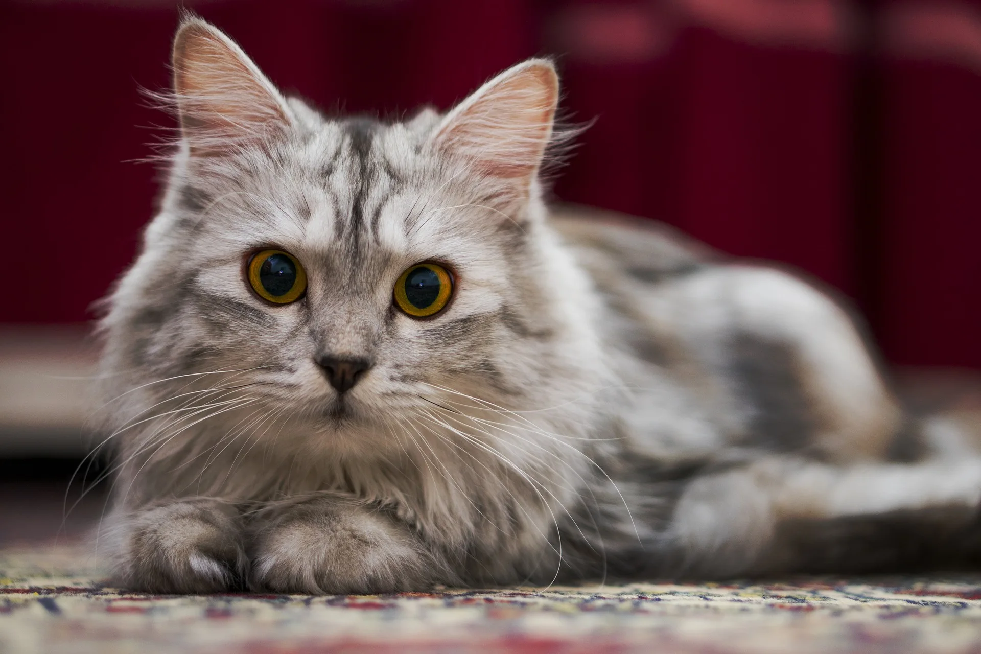 Online Cat Conference Makes Cat Centric Content Accessible To All For Fifth Consecutive Year