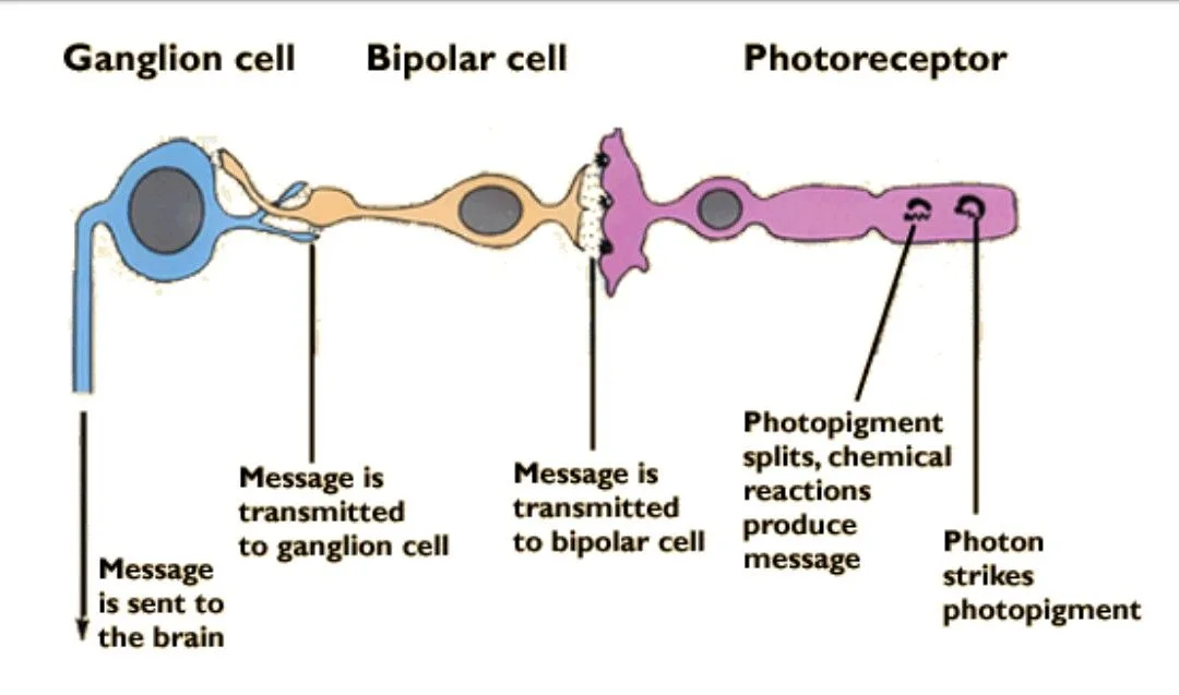 Order Of Neuron Prerequisite Note Only Optic Radiation 3Rd Order Neuron Anatomy And