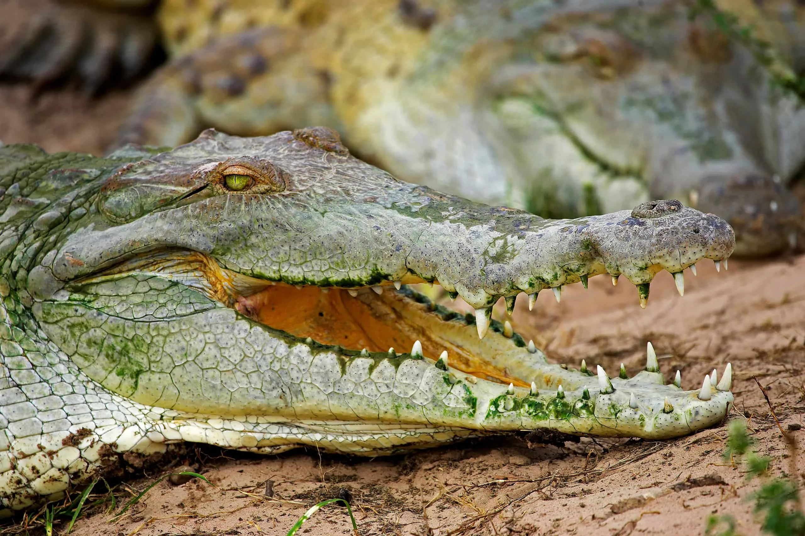 Orinoco Crocodile Pictures Az Animals