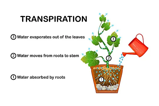 Osmosis In Plants Diagram