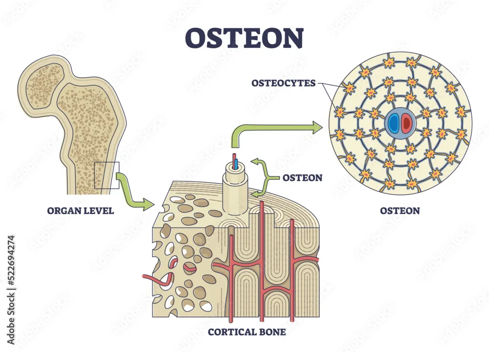 Osteon Or Haversian System With Compact Bone Structure Outline Diagram Labeled Educational