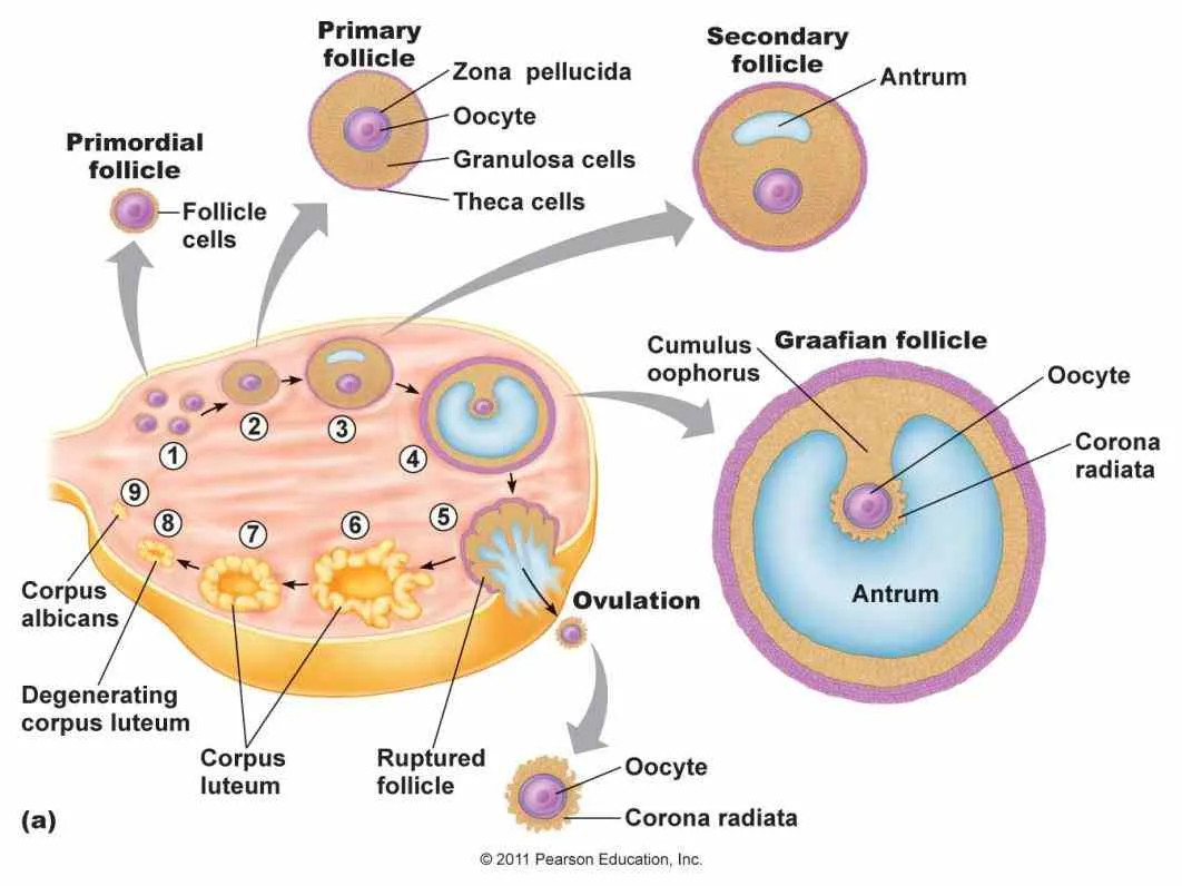 Ovary Diagram Labeled
