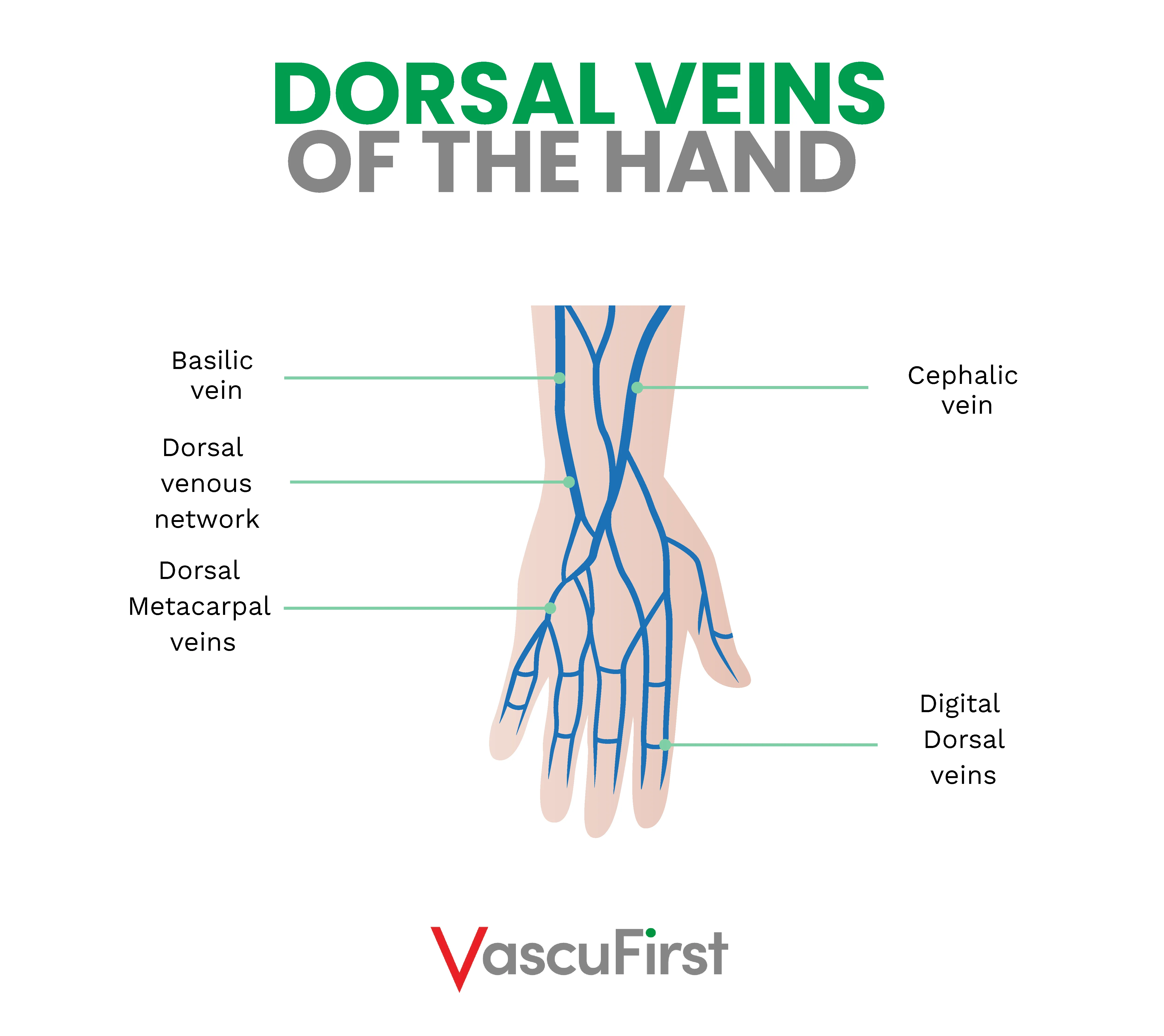 Overview Of Anatomy And Physiology Related To Vascular Access Peripheral Veins Vascufirst