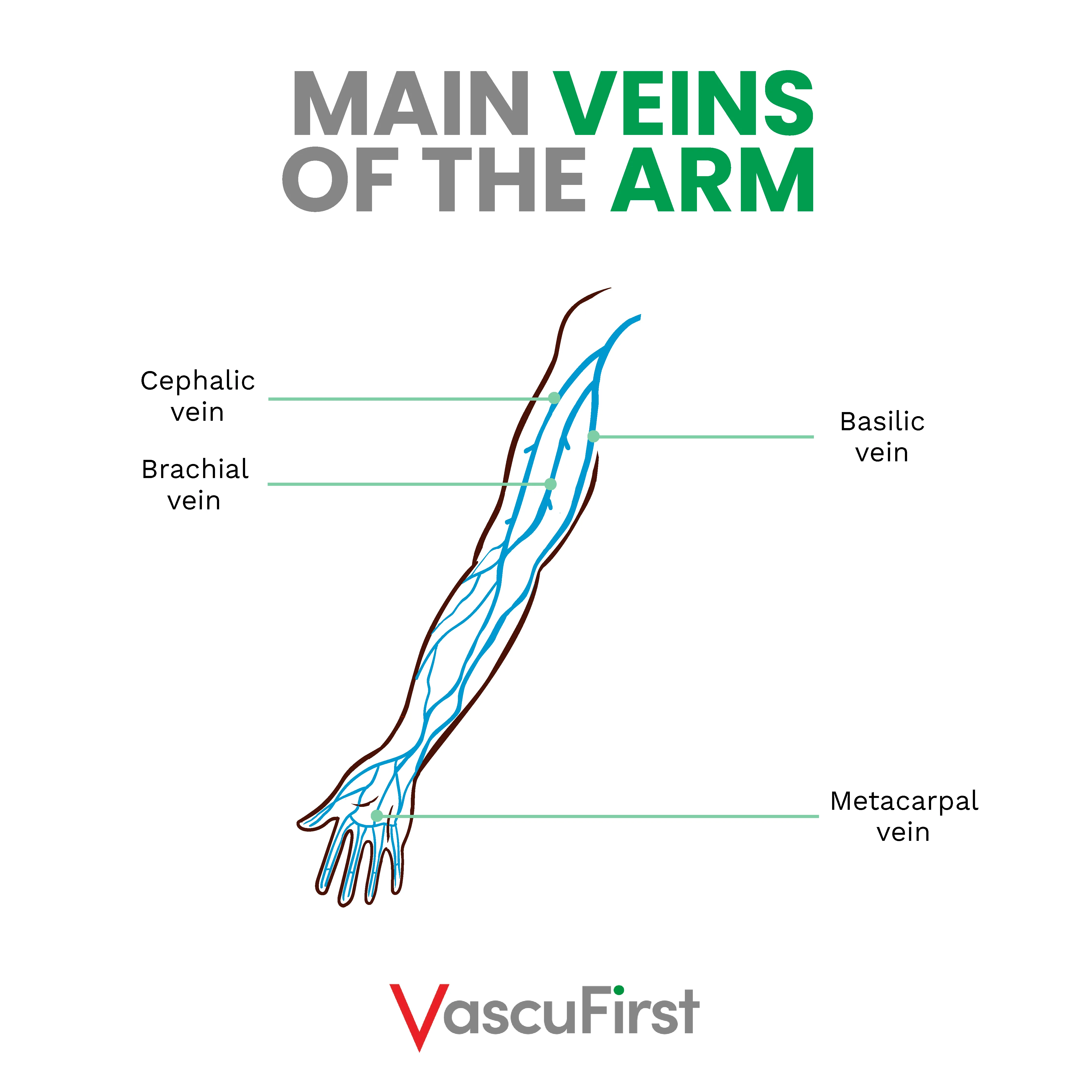 Overview Of Anatomy And Physiology Related To Vascular Access Peripheral Veins Vascufirst