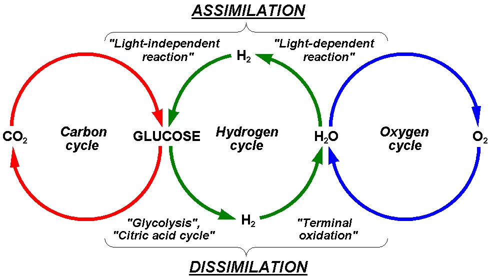 Oxygen Cycle Meaning Steps Diagram With Images And Faqs