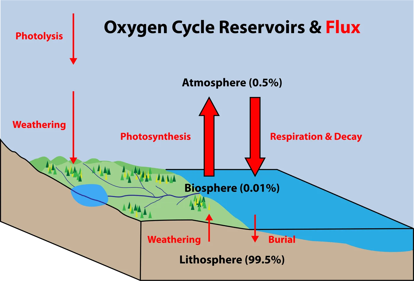 Oxygen Cycle Meaning Steps Diagram With Images And Faqs
