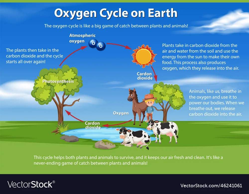 Oxygen Cycle On Earth Diagram Royalty Free Vector Image