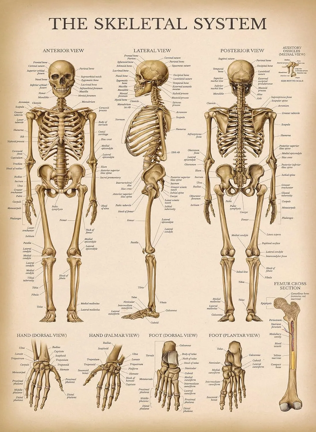 Palace Learning Vintage Skeletal System Anatomical Chart Human Skeleton Anatomy Poster
