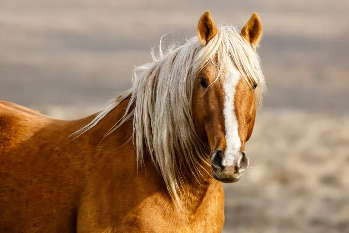 Palomino Horse Breeds Genetics Facts