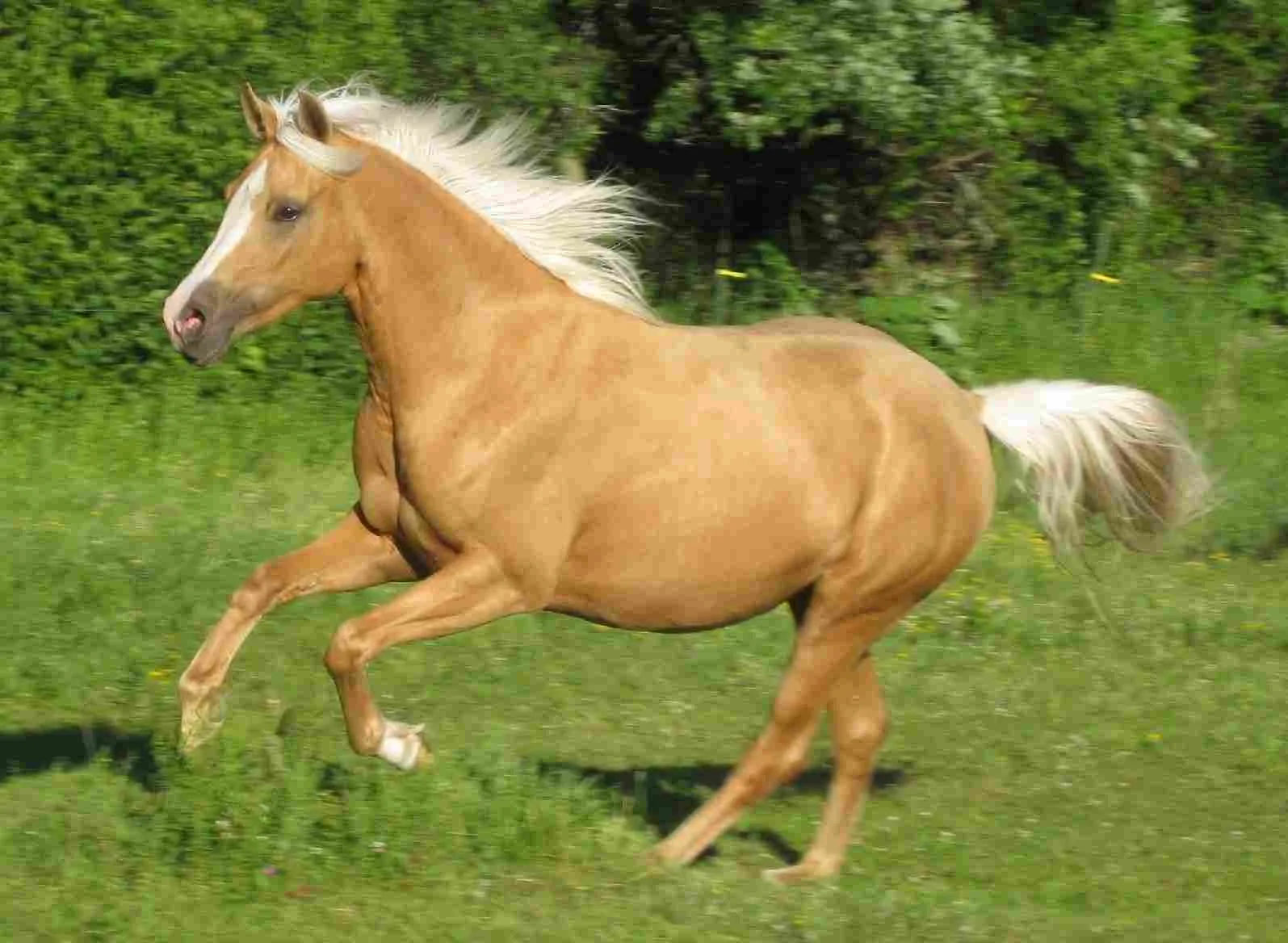 Palomino Horse Pictures Palomino Lusitanien Lusitano Stallion Chevaux Stallions Equitation