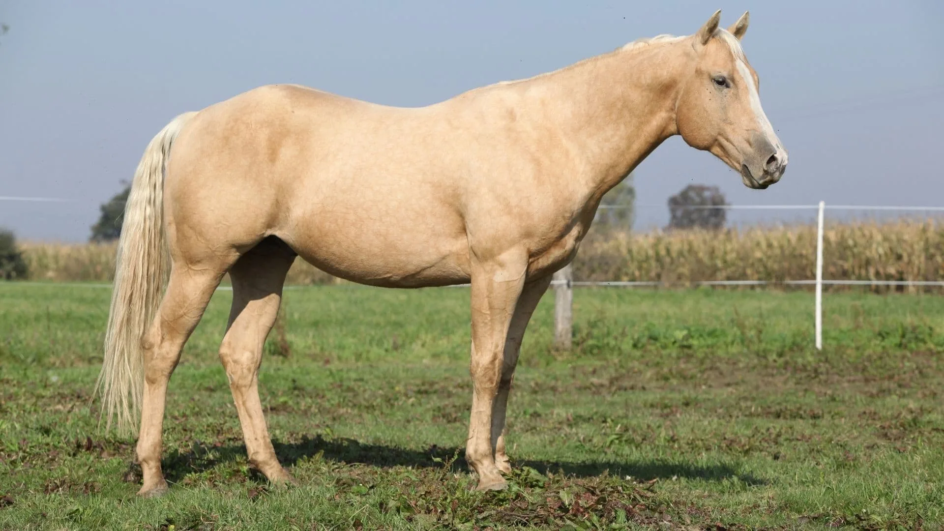 Palomino Horses Facts Characteristics Origins And Colors