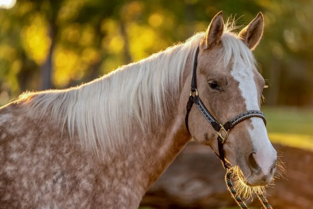 Palomino Horses Wallpaper