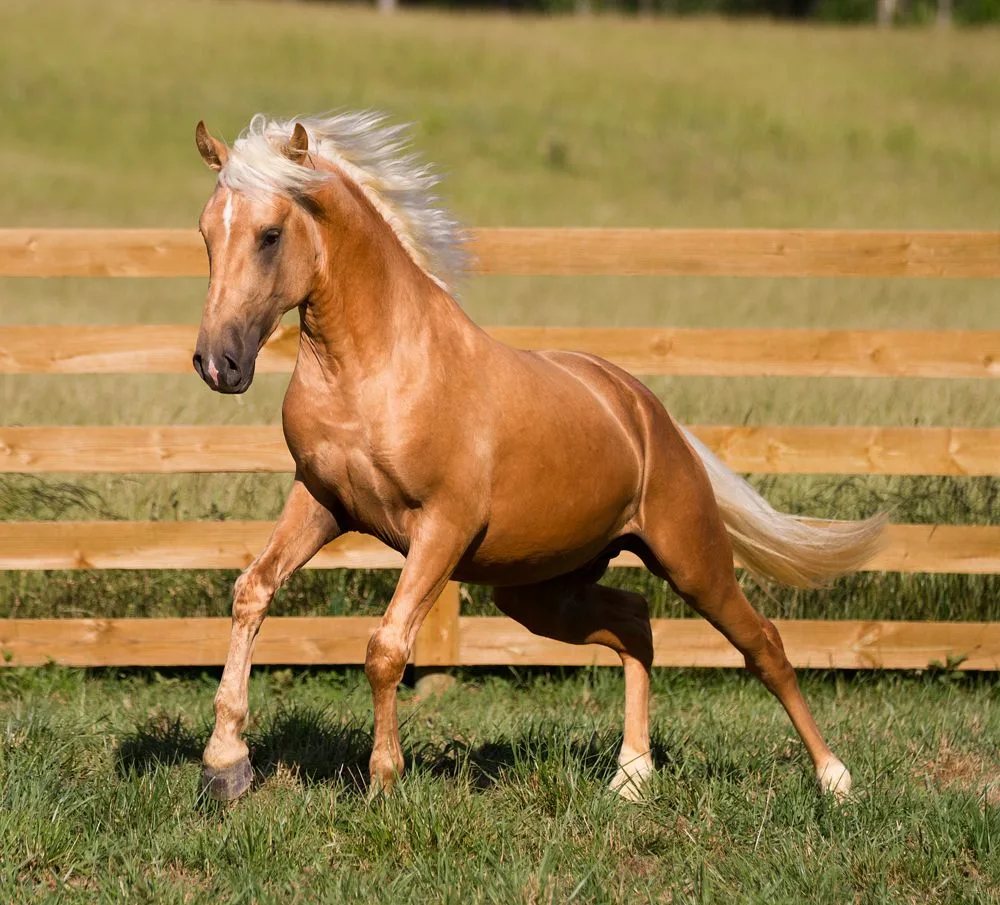 Palomino Palomino Horse Horses Lusitano Horse