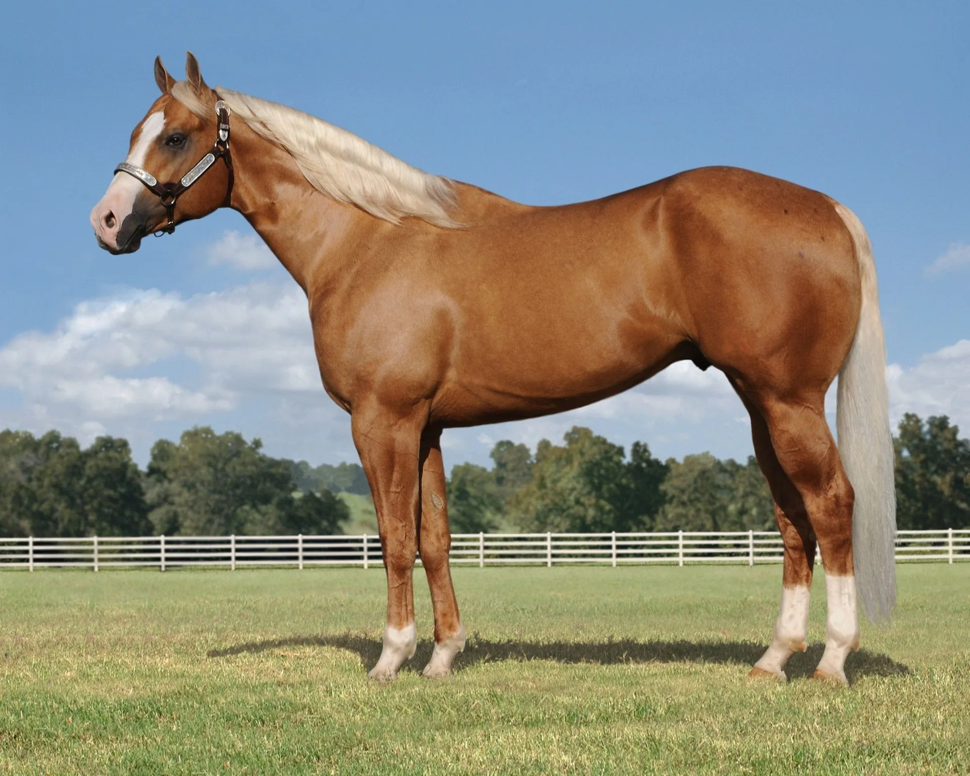 Palomino Quarter Horse Stallion Mp Jet To The Sun