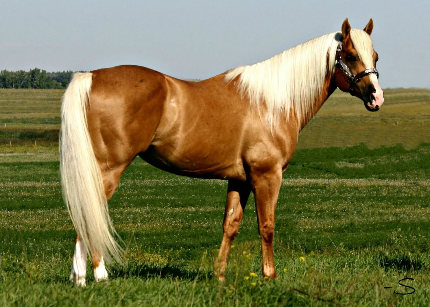 Palomino Stud Palomino Horse Beautiful Horses Horses