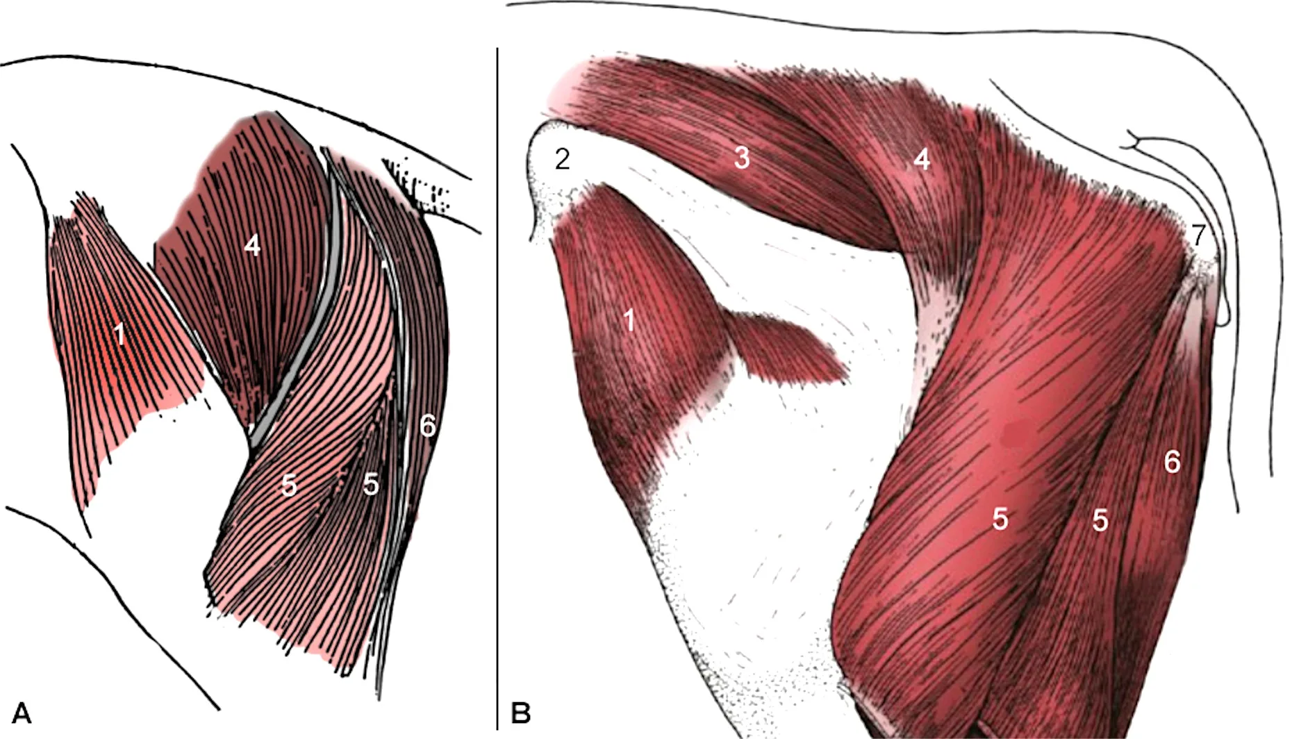 Part 3 Perineal Region Dissection Lab Guide For Ungulate Anatomy
