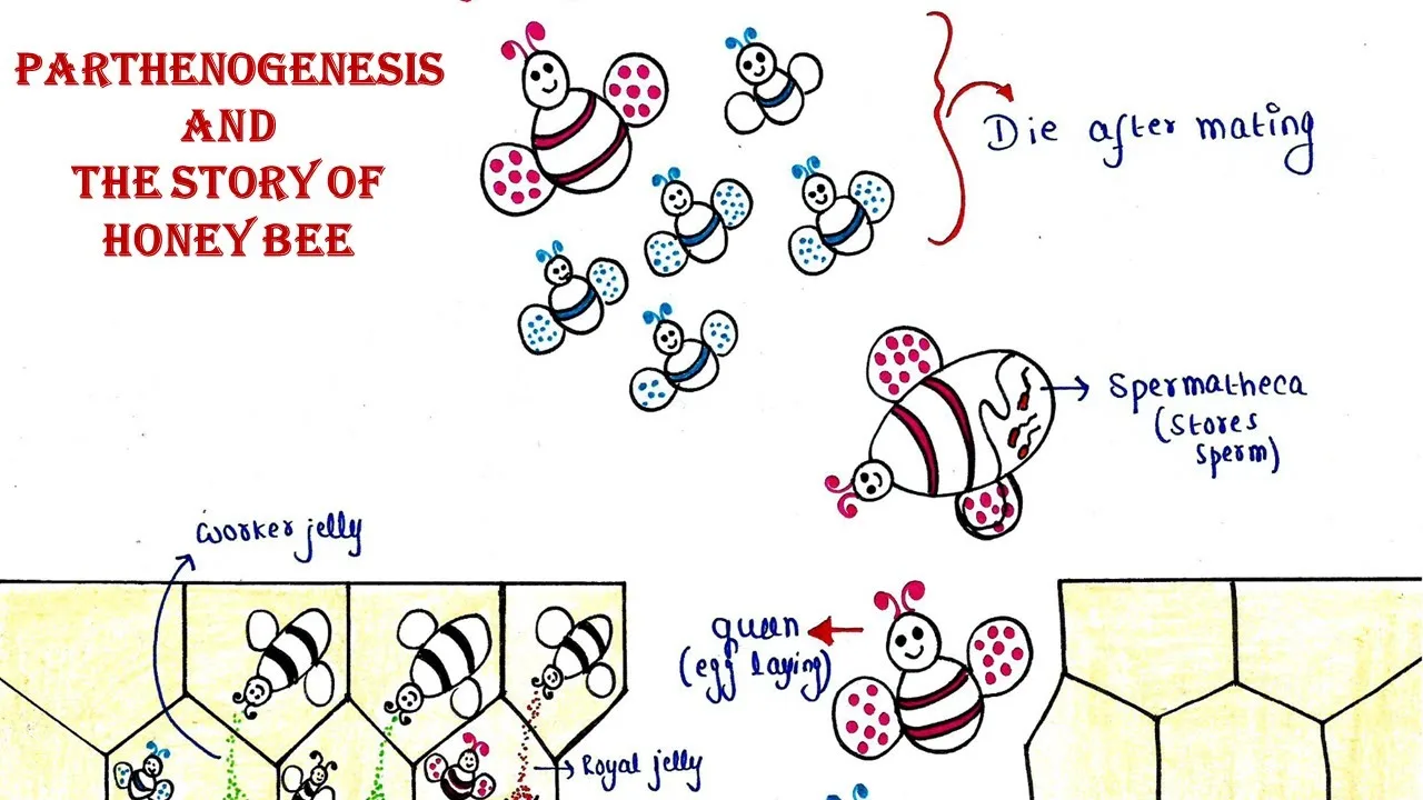 Parthenogenesis Diagram