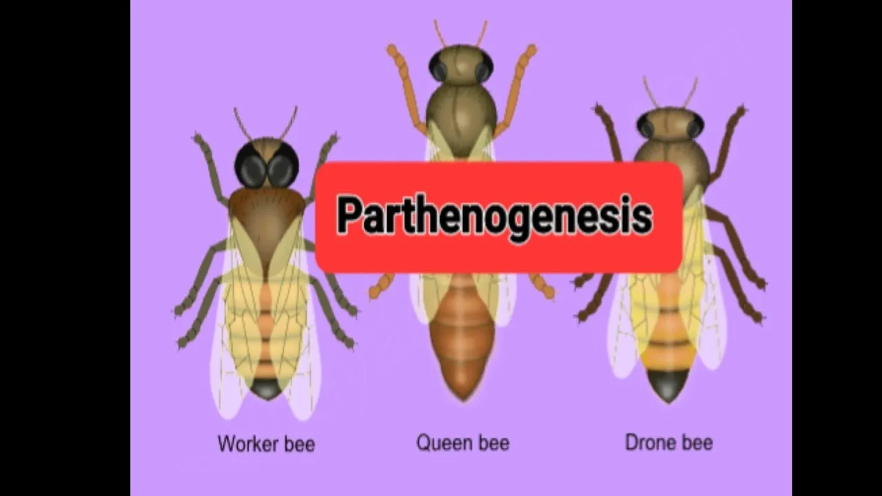 Parthenogenesis In Bees