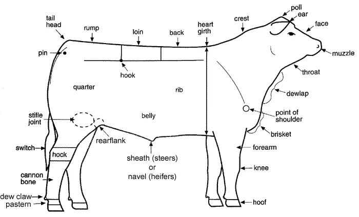 Parts Of A Beef Cow Diagram A Barbecue Steaks Breakdown For
