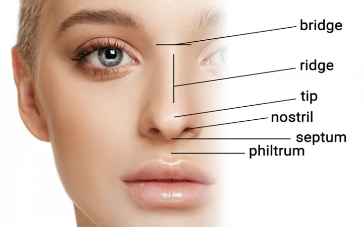 Parts Of A Nose Diagram Nose Diagram Nose Anatomy 53 Off