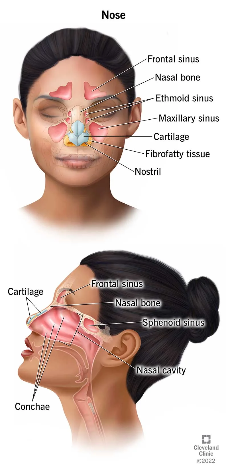 Parts Of A Nose Diagram Nose Diagram Nose Anatomy 53 Off
