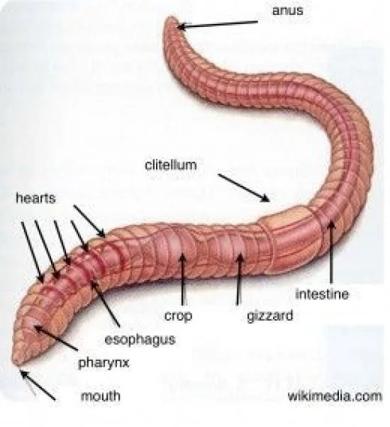 Parts Of A Worm Diagram Worms Earthworms Worm Earthworm Pres