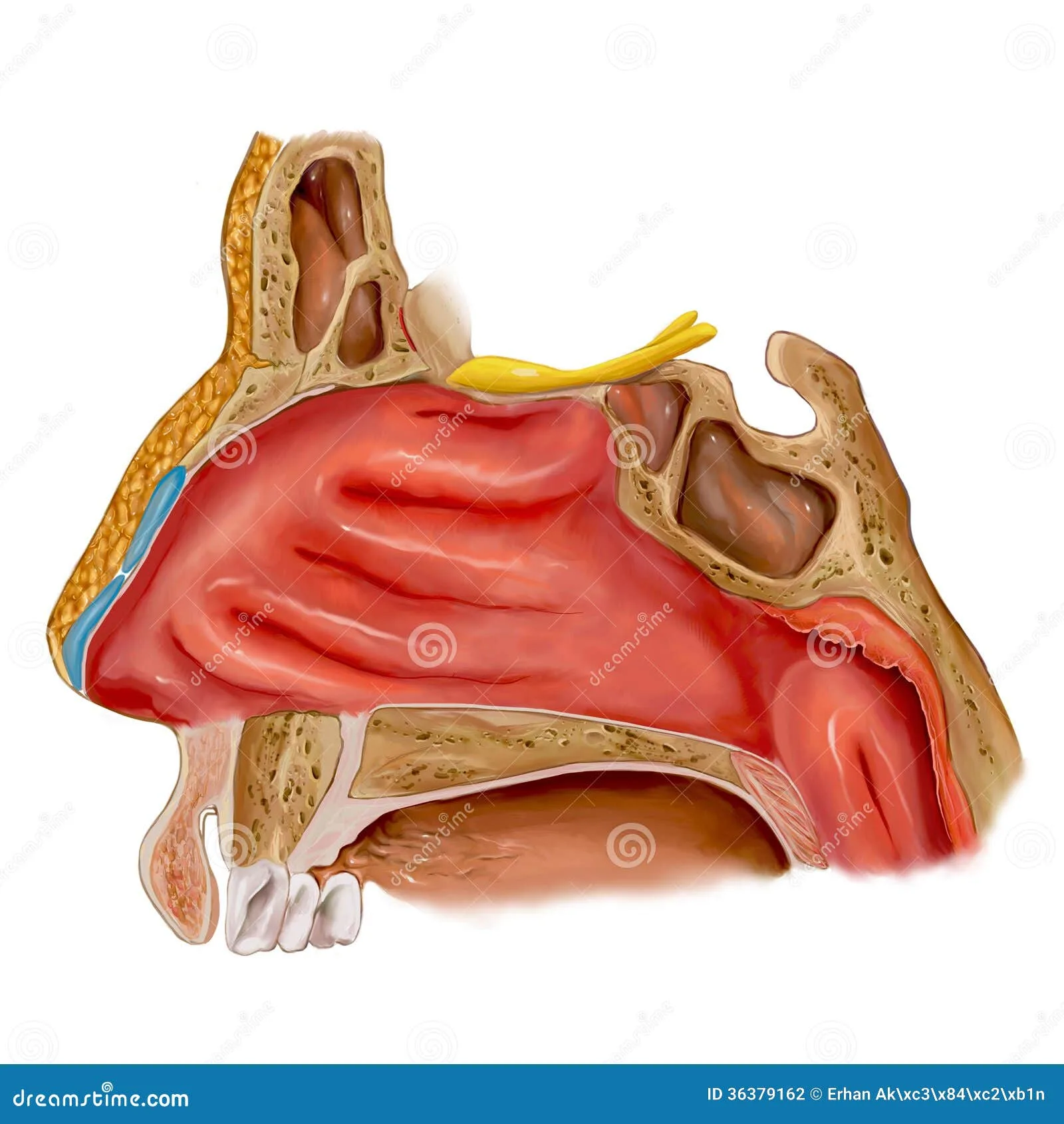 Parts Of Human Nose Diagram