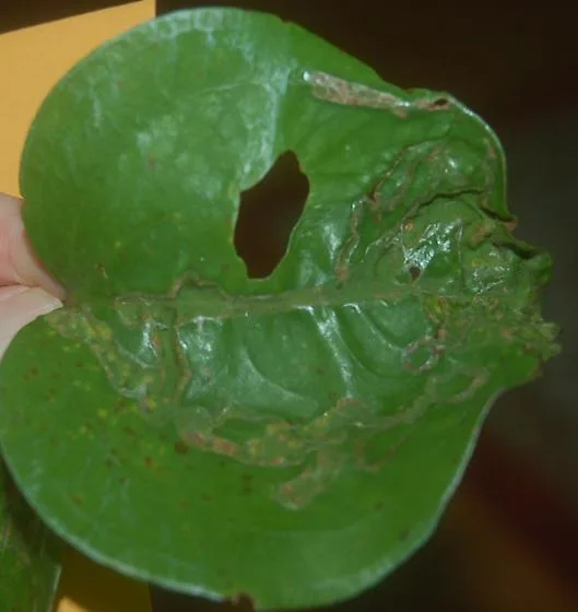 Pelham Road Leaf Miner On Smilax Rotundifolia D3292 2021 1 1