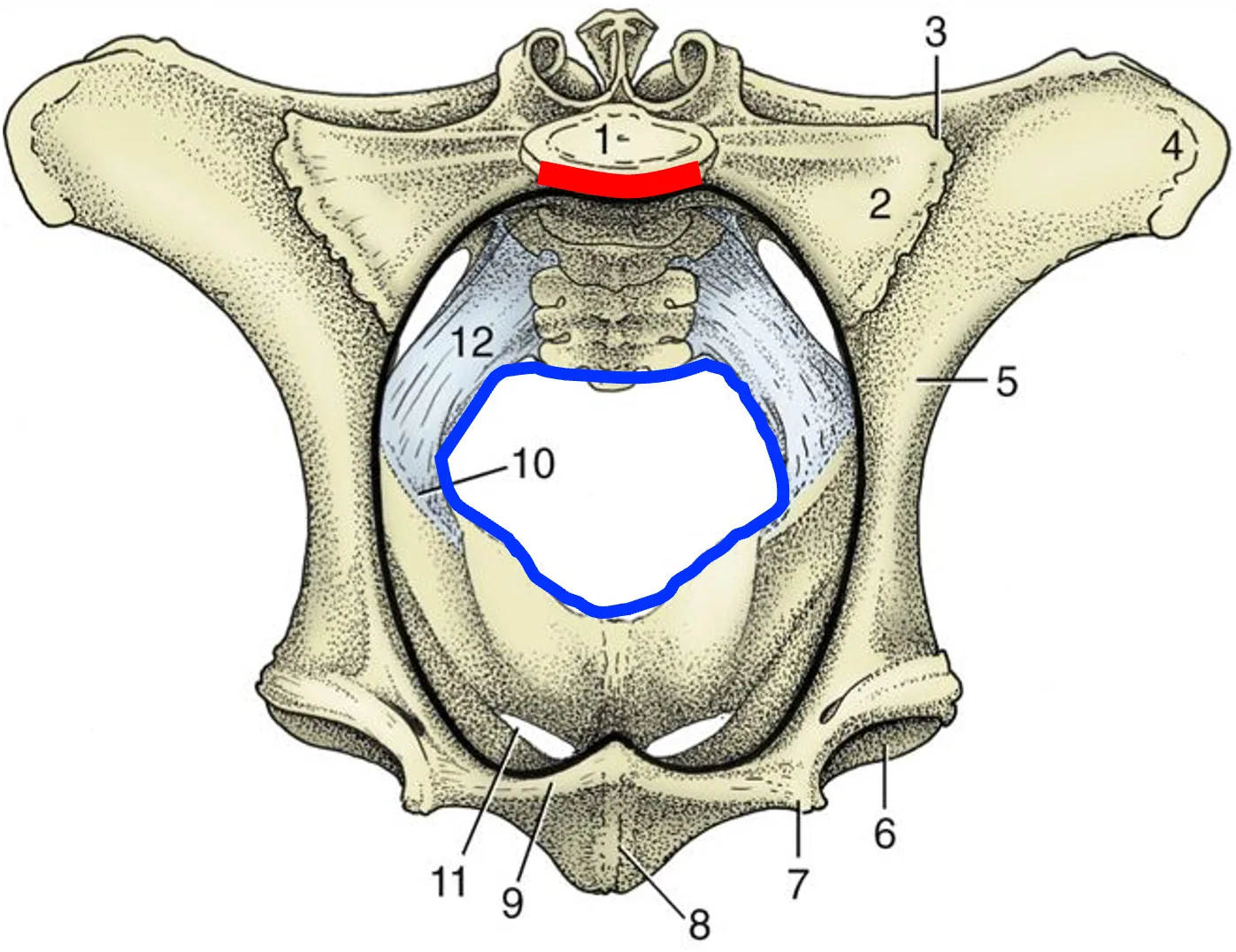 Pelvic Cavity Boundaries