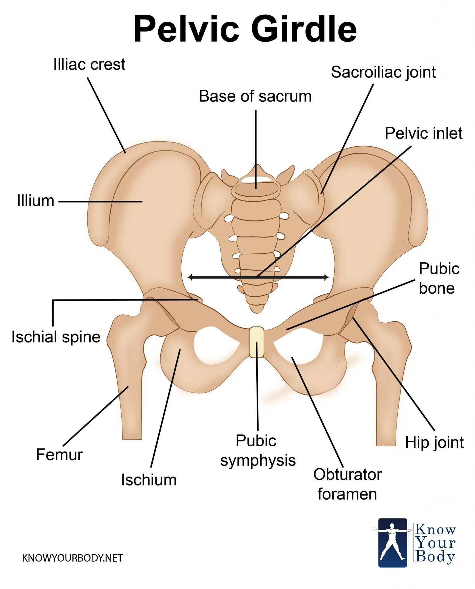 Pelvic Girdle Bones Function Anatomy And Faqs