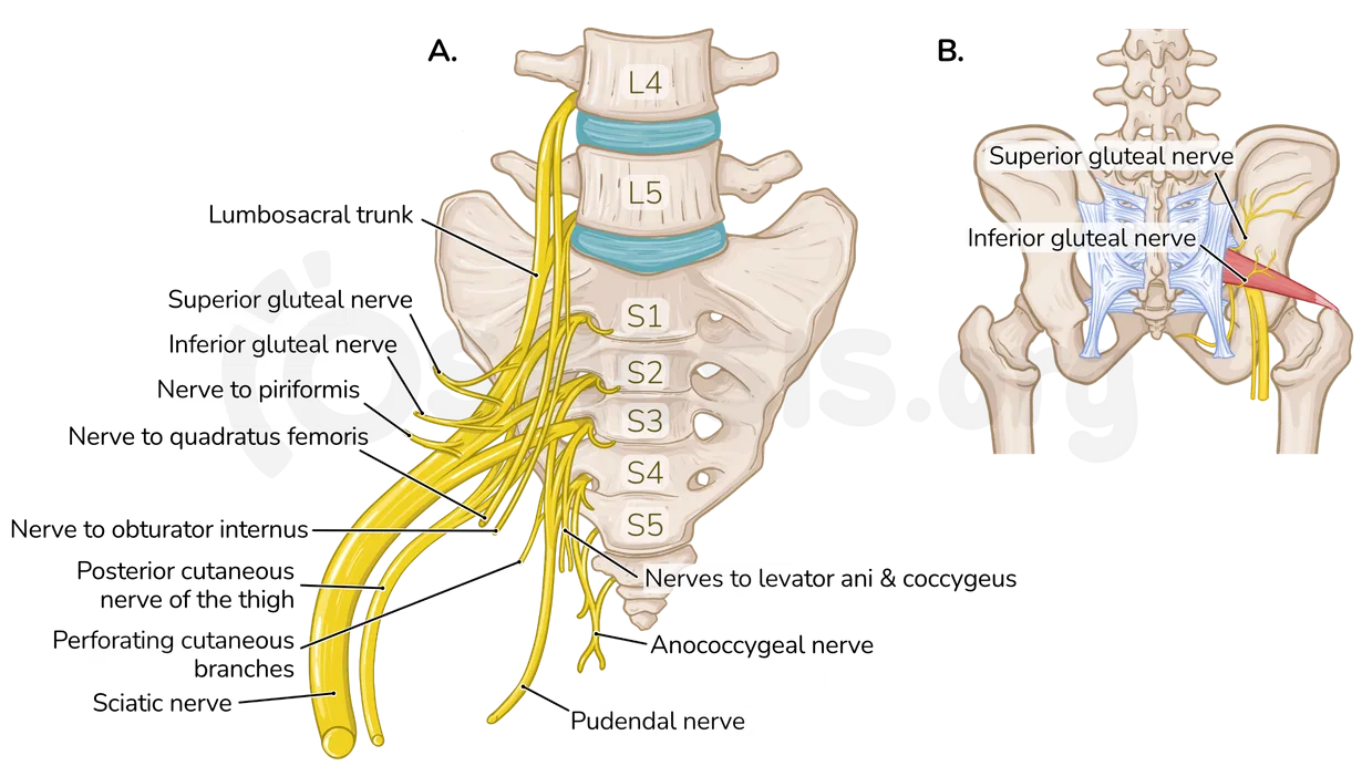 Pelvic Nerve