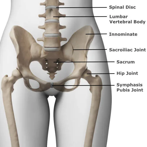 Pelvis Anatomy