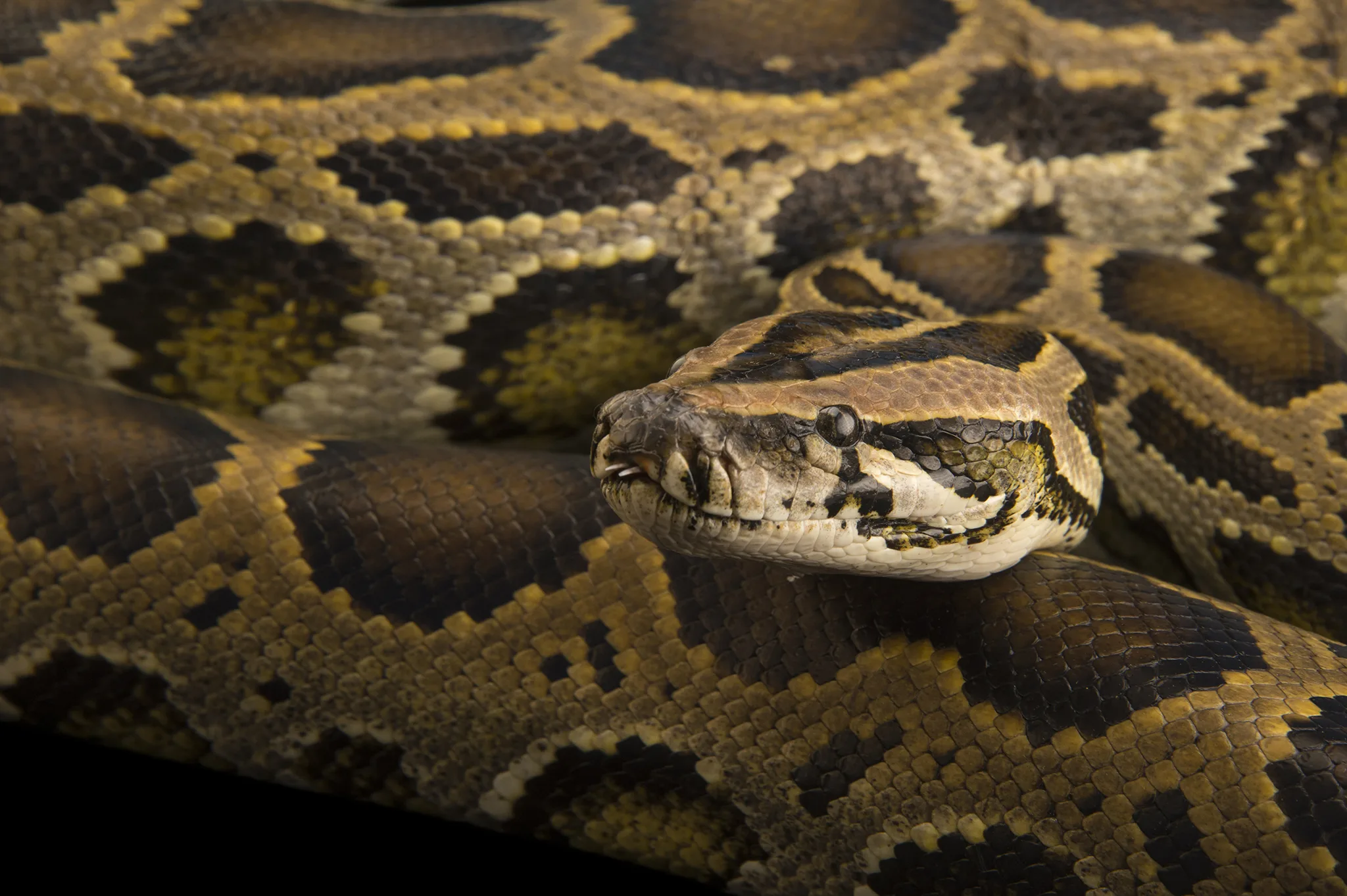 Pembroke Pines Man Finds 8 Foot Python In His Garage Cnw Network