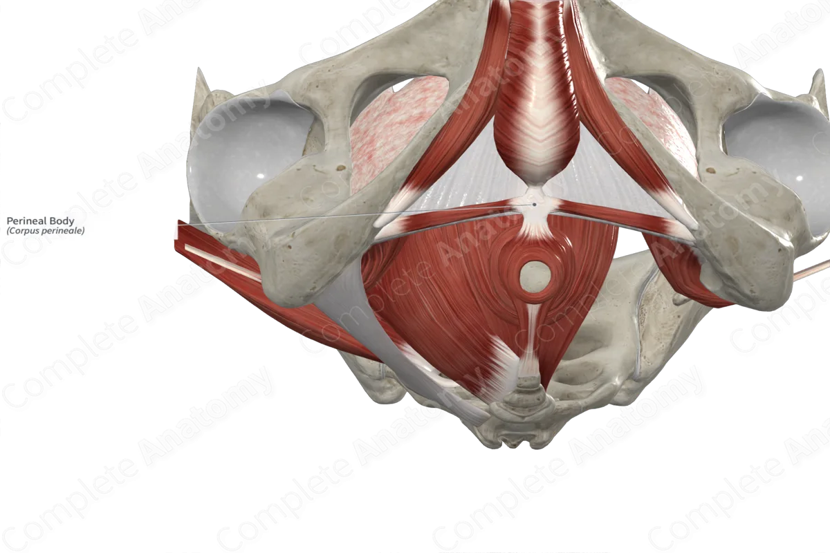 Perineal Body Complete Anatomy