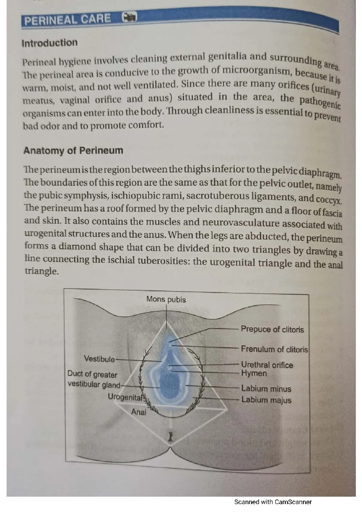 Perineal Hygiene