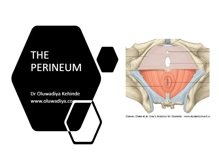 Perineum Diagram