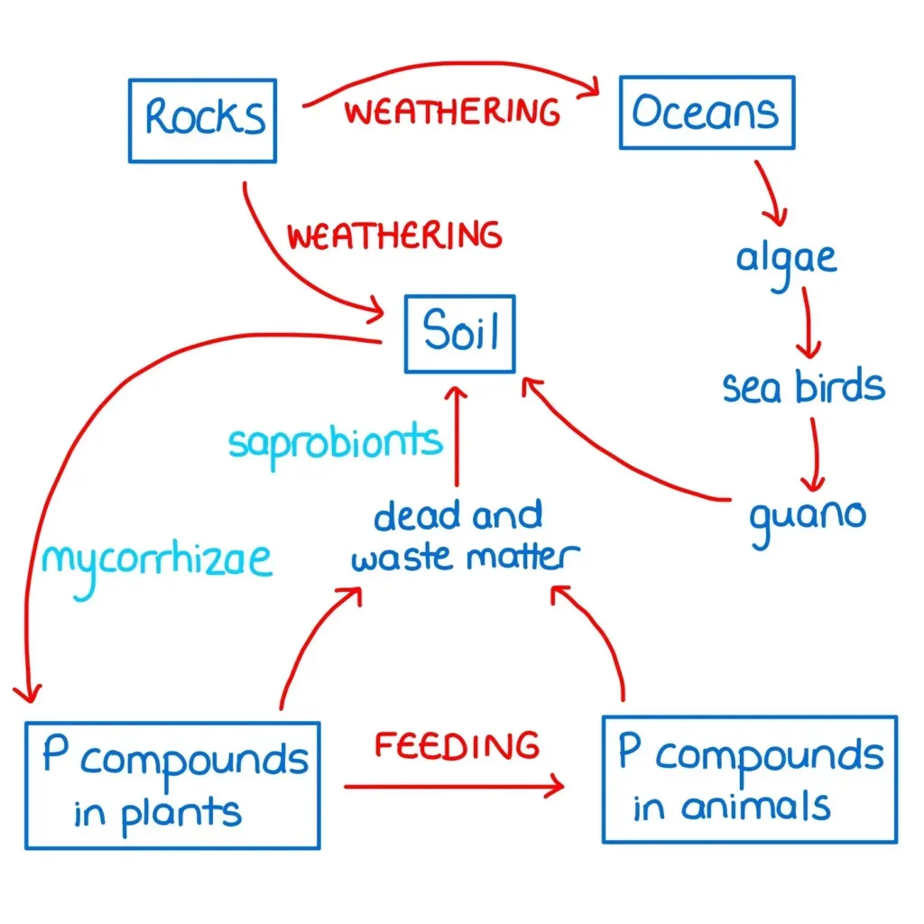 Phase Diagram Phosphorus Lithium Cycle Phosphorus Nitrogen D