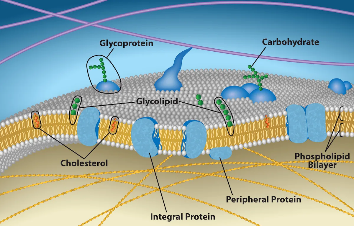 Phospholipid Bilayer Diagram With Cholesterol