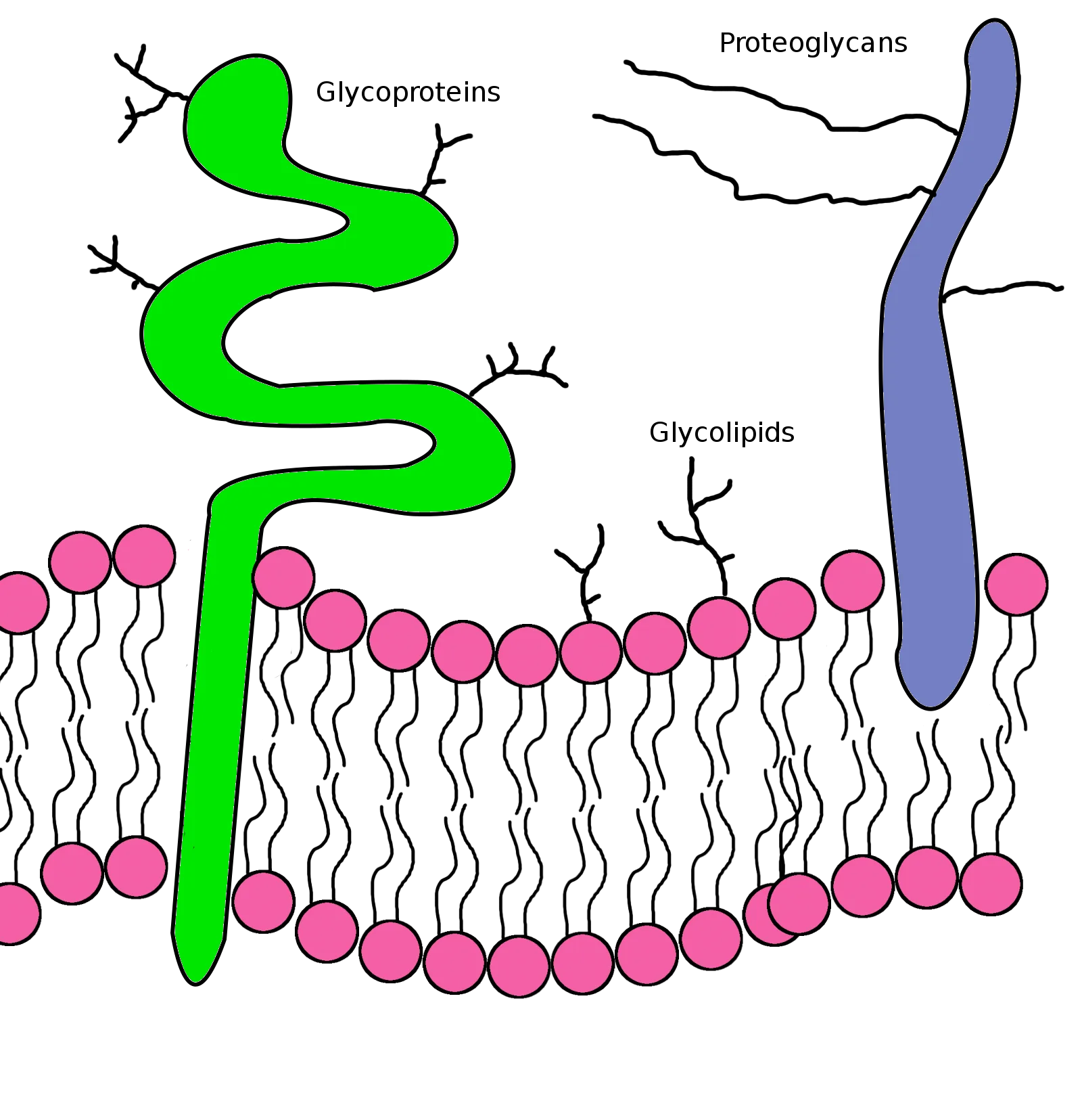 Phospholipid Bilayers Made Easy Science Is Delicious