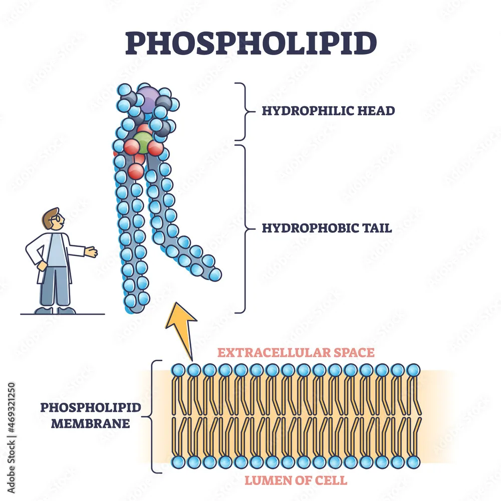 Phospholipid Or Phosphatides Lipids Microscopical Structure Outline Diagram Labeled Educational