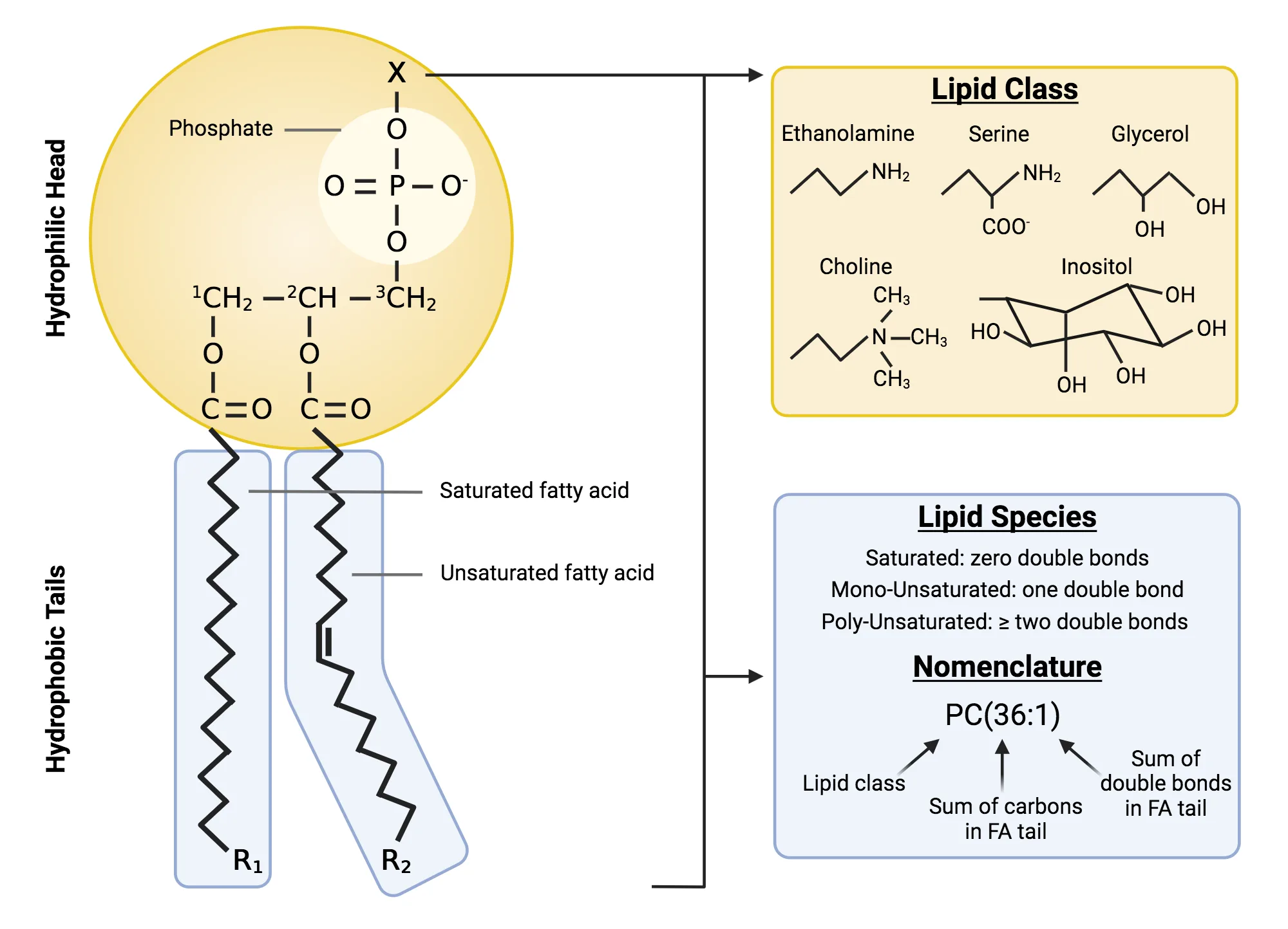 Phospholipid Structure Biorender Science Templates