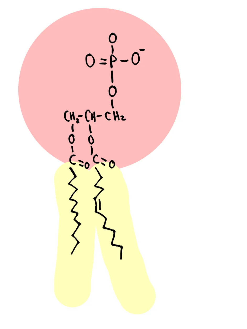 Phospholipid Structure Function Expii