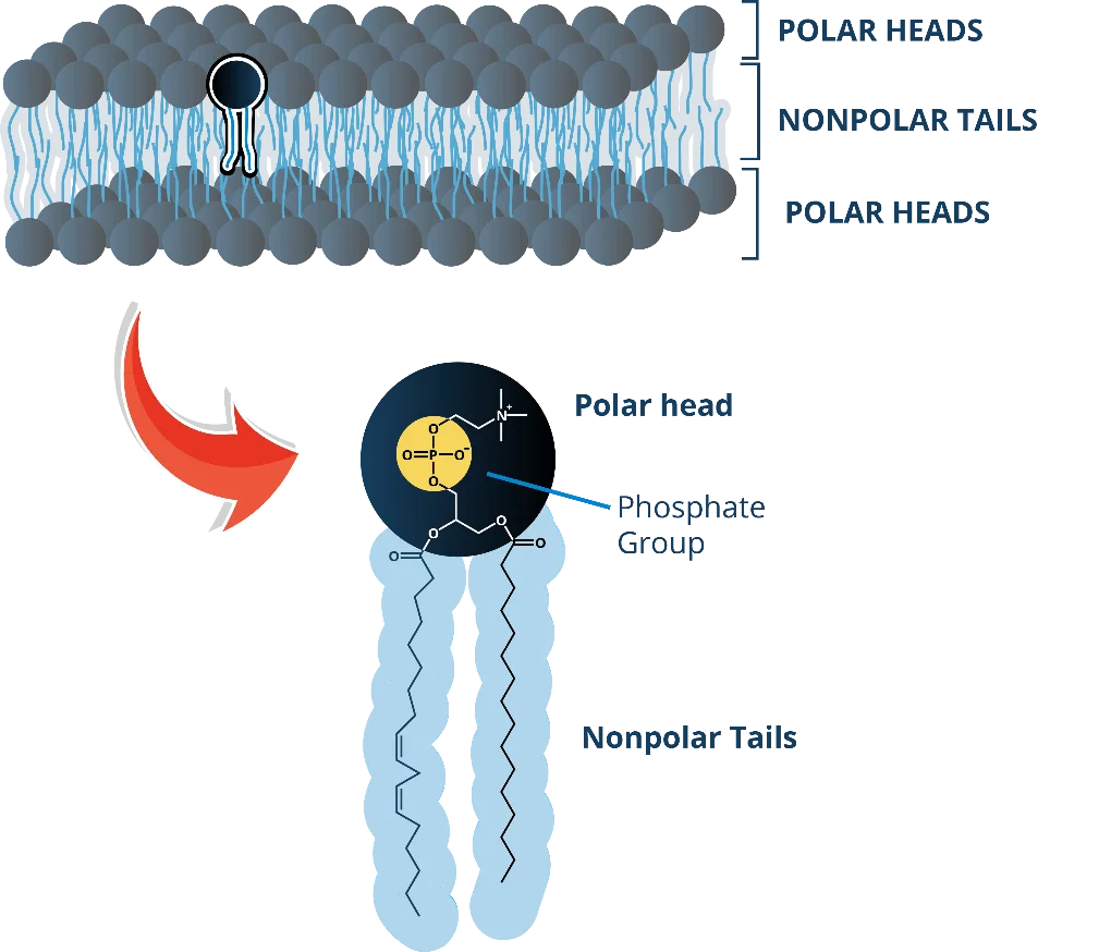 Phospholipids A Diverse Group Of Molecules Blog Biosynth