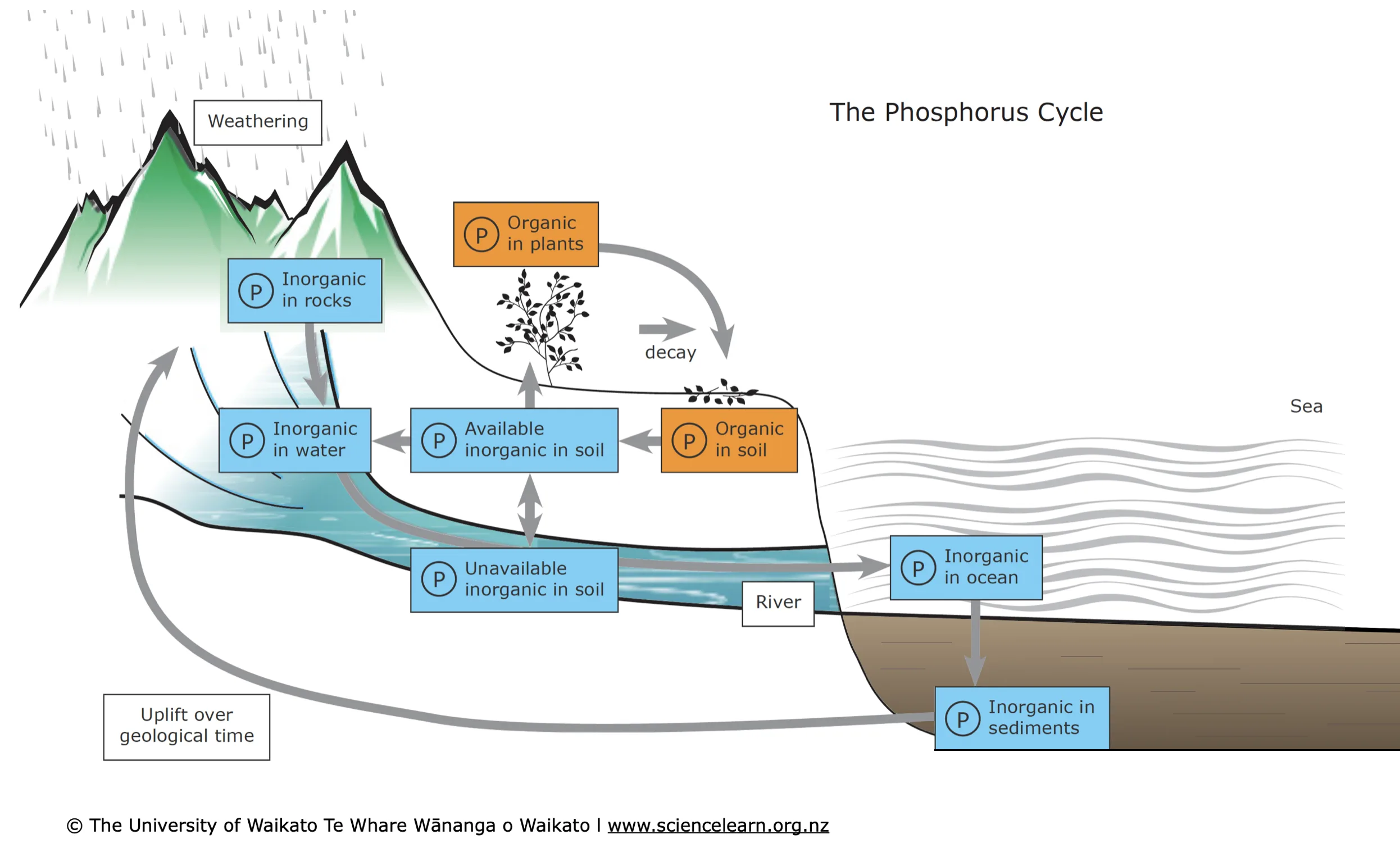 Phosphorus Cycle Diagram For Kids