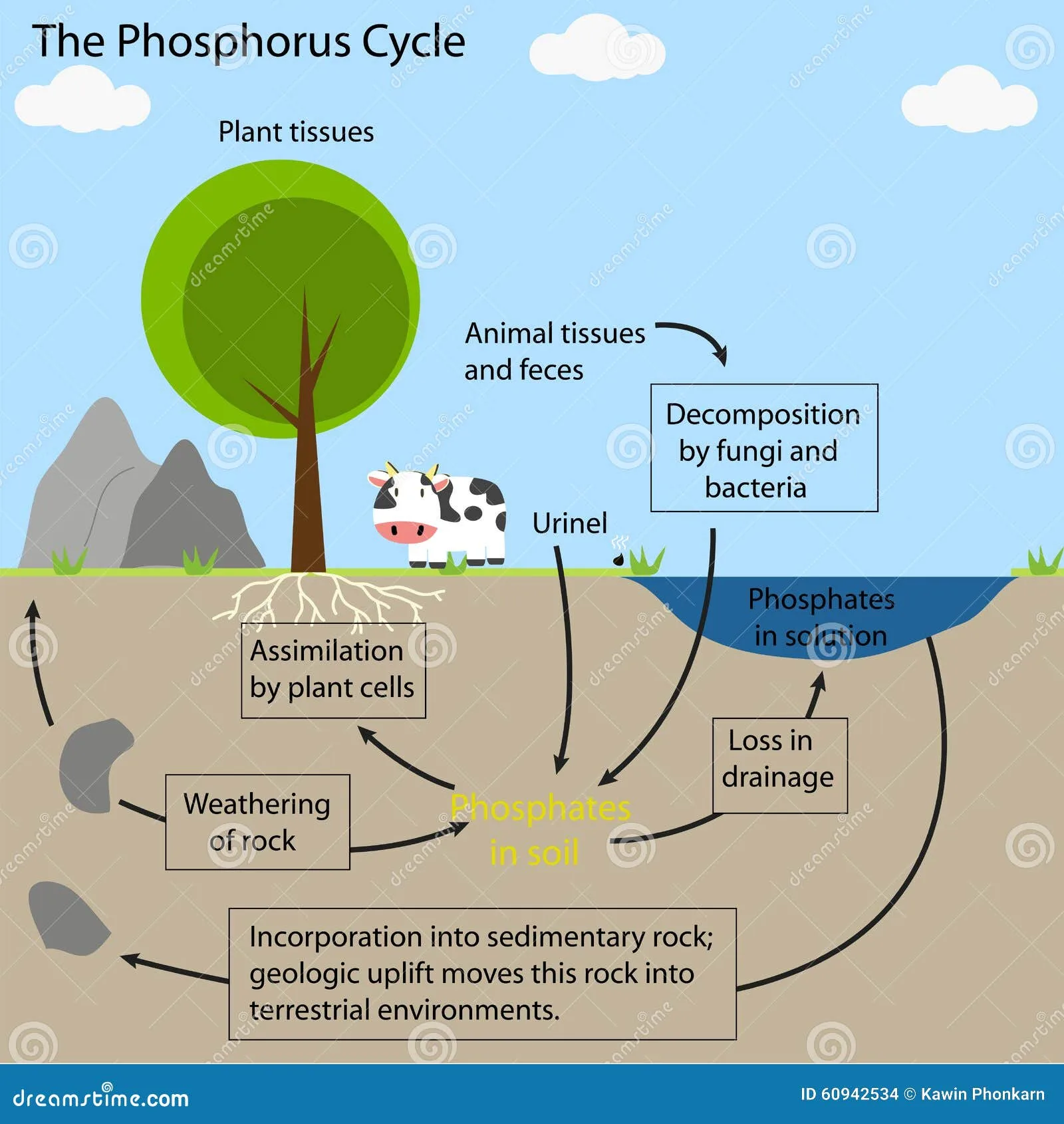 Phosphorus Cycle Examples Biology At Hunter Berry Blog