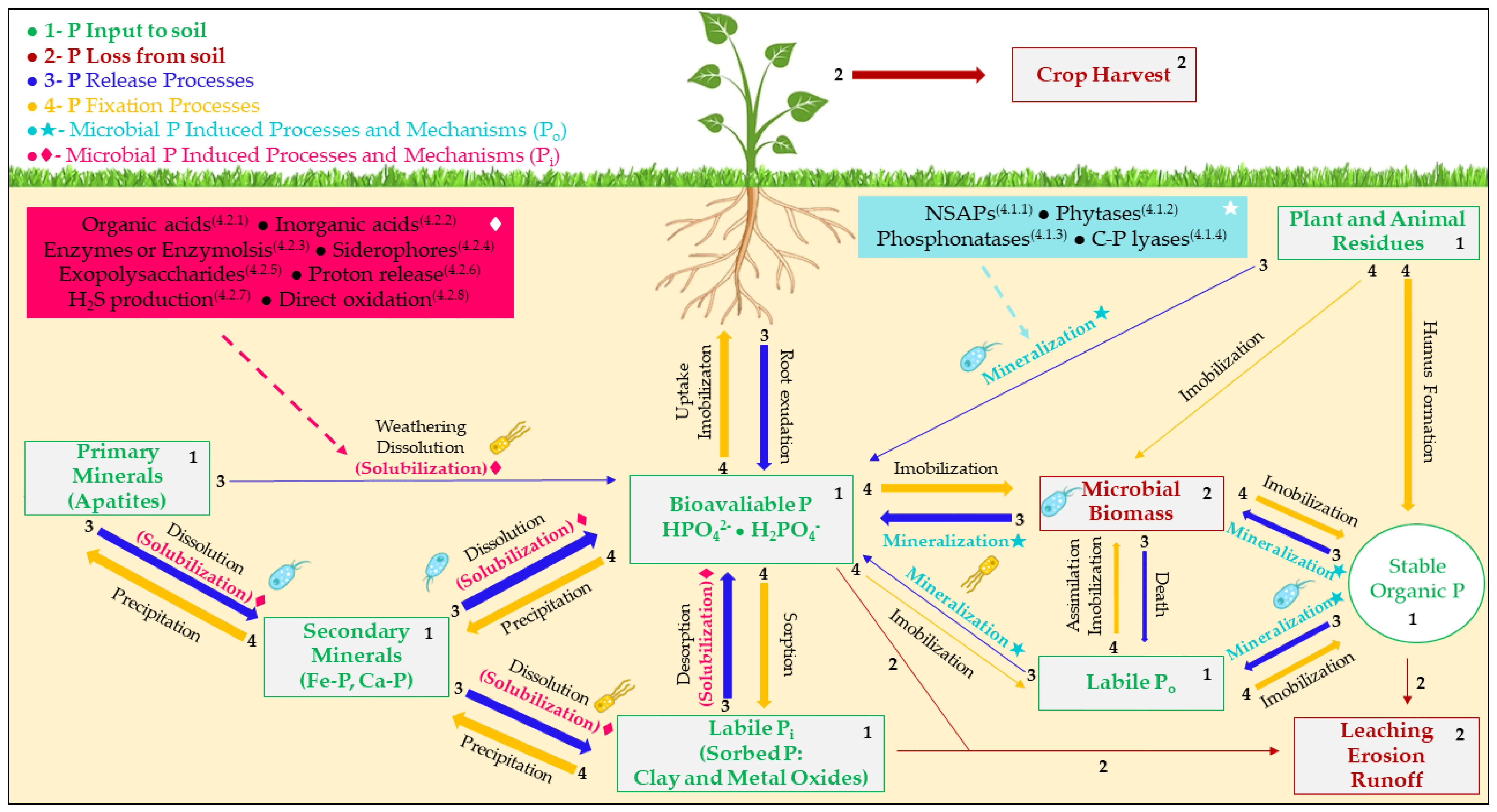Phosphorus Cycle In Desert