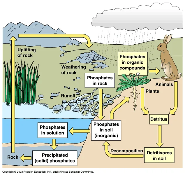 Phosphorus Cycle Tropical Ecosytem