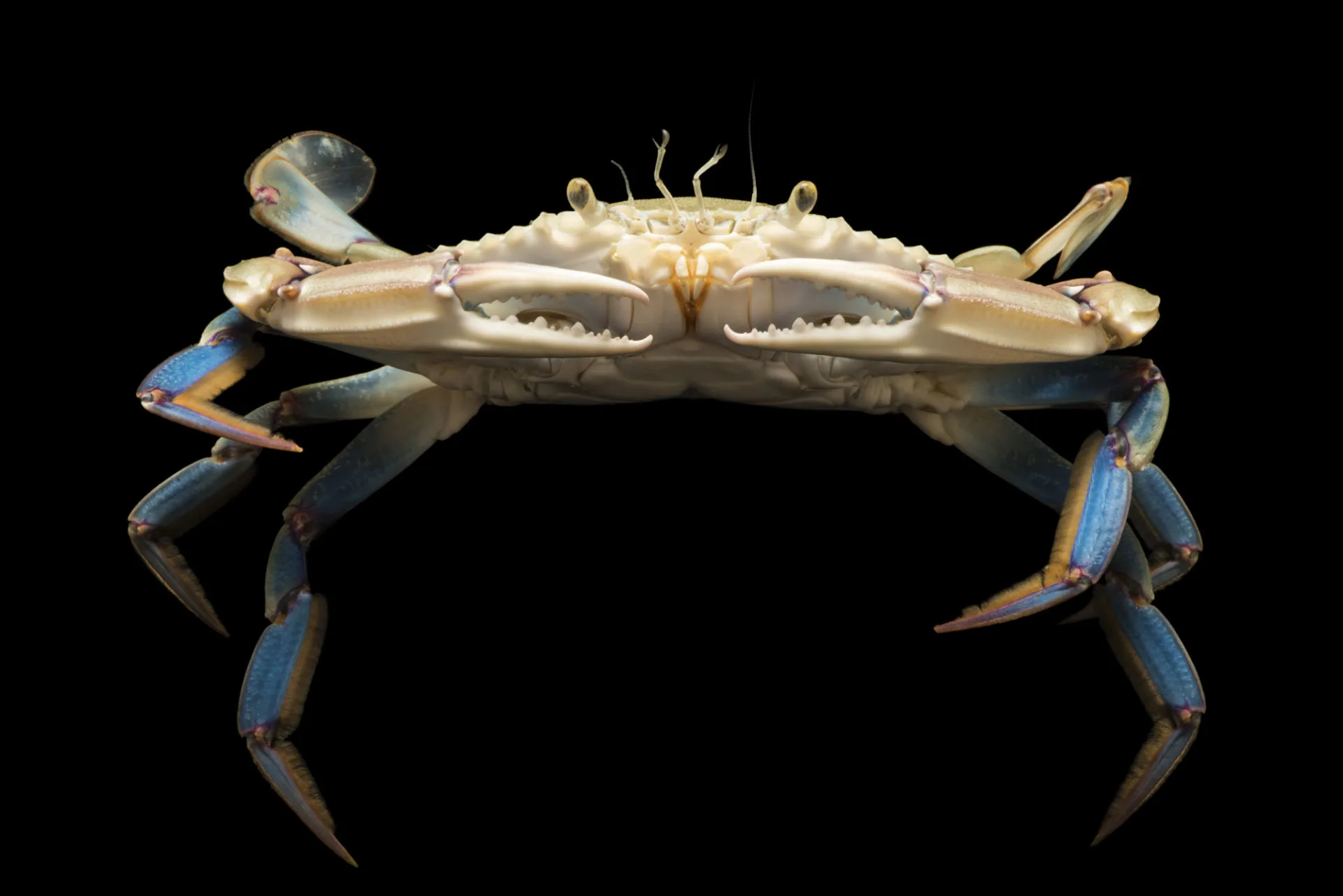 Phylum Arthropoda Crab