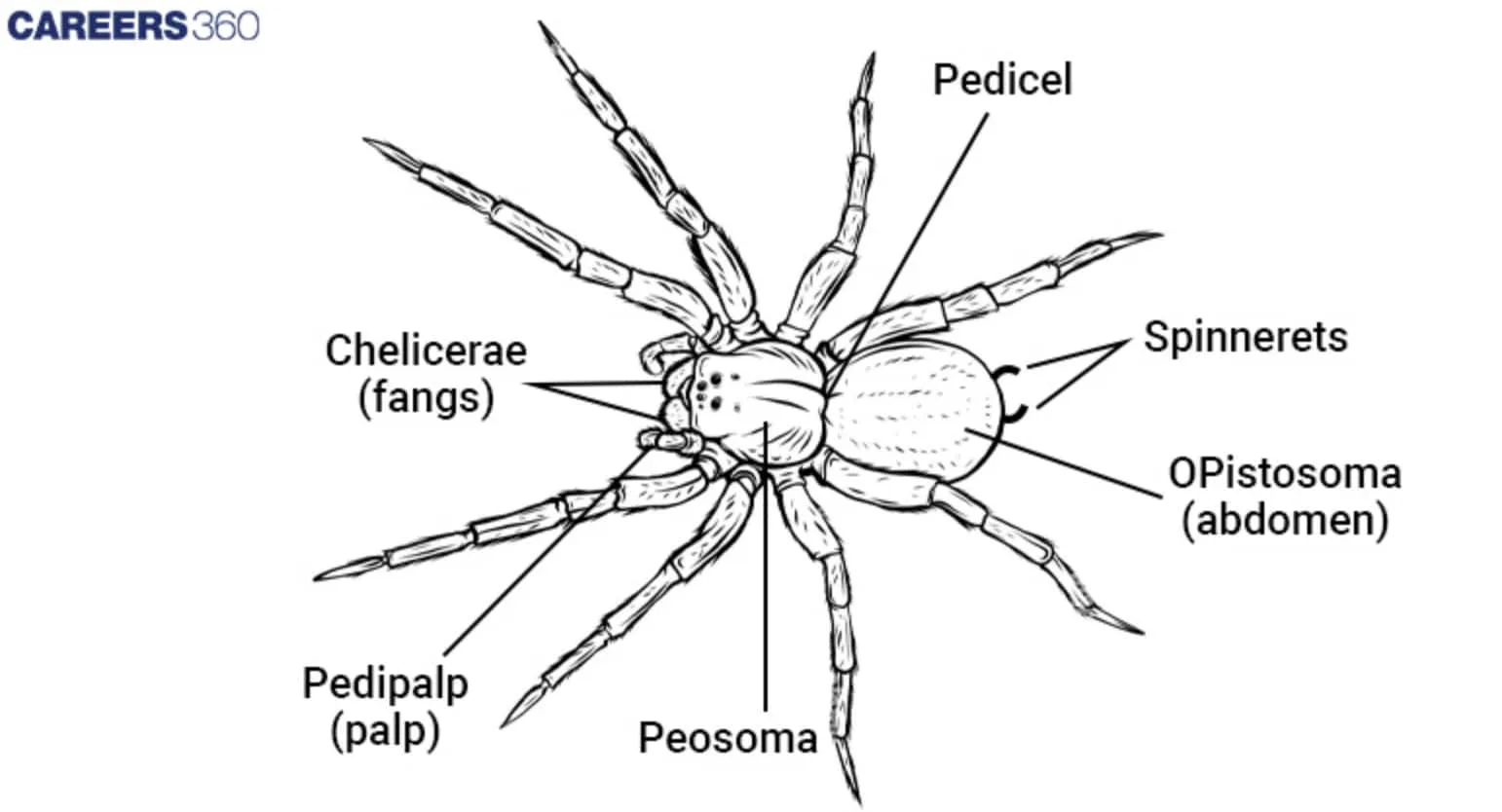 Phylum Arthropoda Diagram